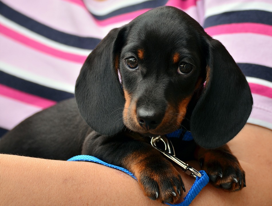 Healing Woofs: How Dogs Bring Comfort and Support in Therapy