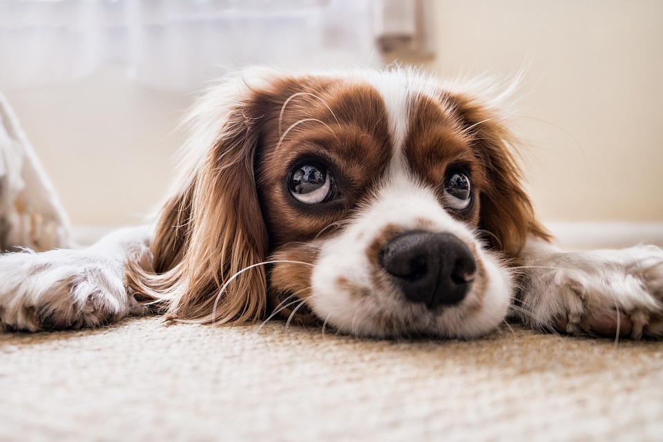 Unleashing Happiness: The Benefits of Dog Therapy for Mental Health