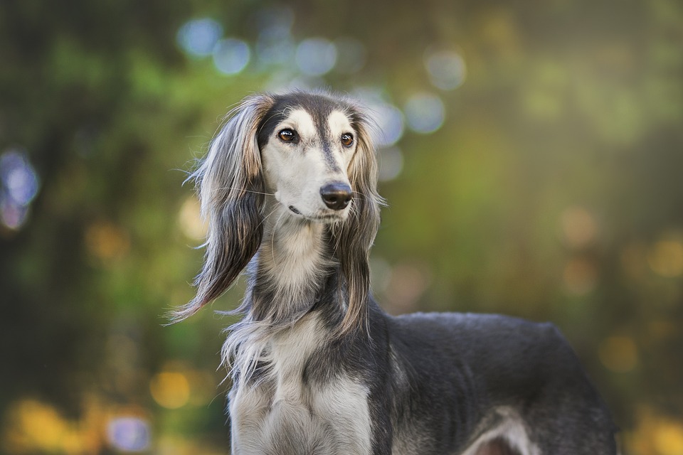 A Spa Day for Your Pet: Inside the Luxurious World of PetSmart Grooming