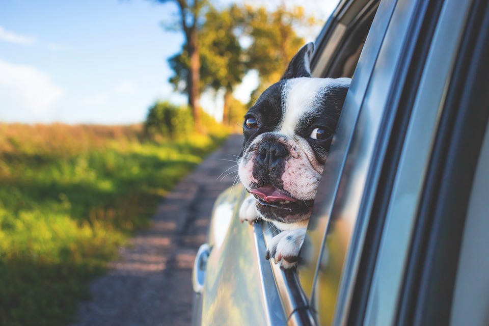 Exercise and Fun Rolled into One: Discovering Agility Training for Dogs