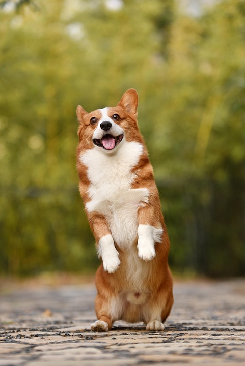 Massaging their Stress Away: Helping Anxious Dogs with Gentle Touch