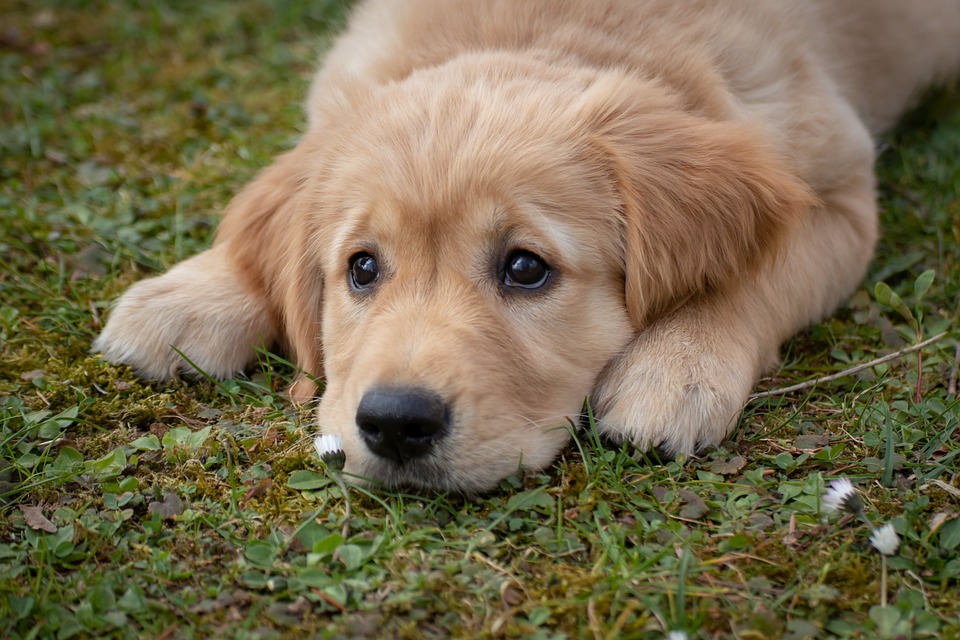 Bonding through Massage: Strengthening the Relationship with your Furry Friend