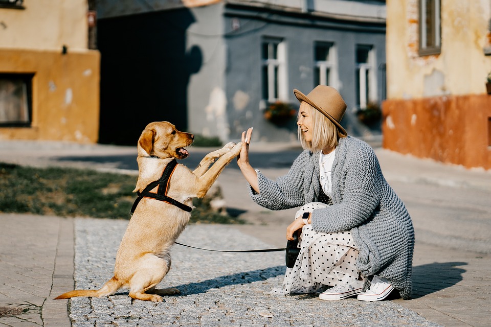 Tail-Wagging Tunes: Music Therapy for a Happy Doggy