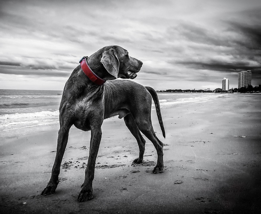 Exploring the Healing Benefits of Hydrotherapy for Dogs