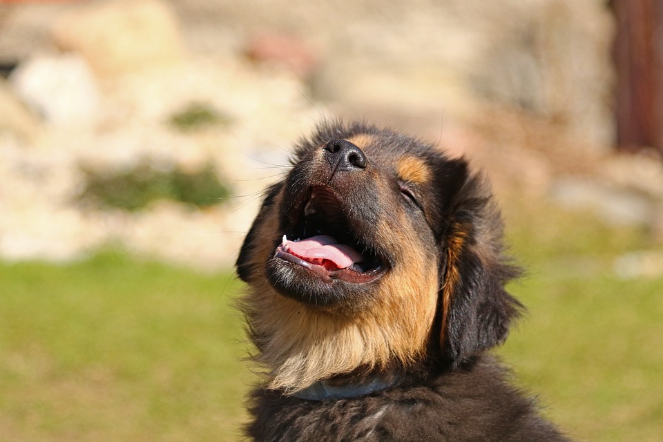 In-Flight Companionship: Unraveling the Dos and Don’ts of Flying with a Dog