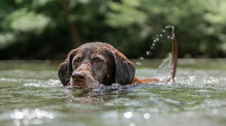 Finding Relief: The Science Behind Hydrotherapy Success for Dogs