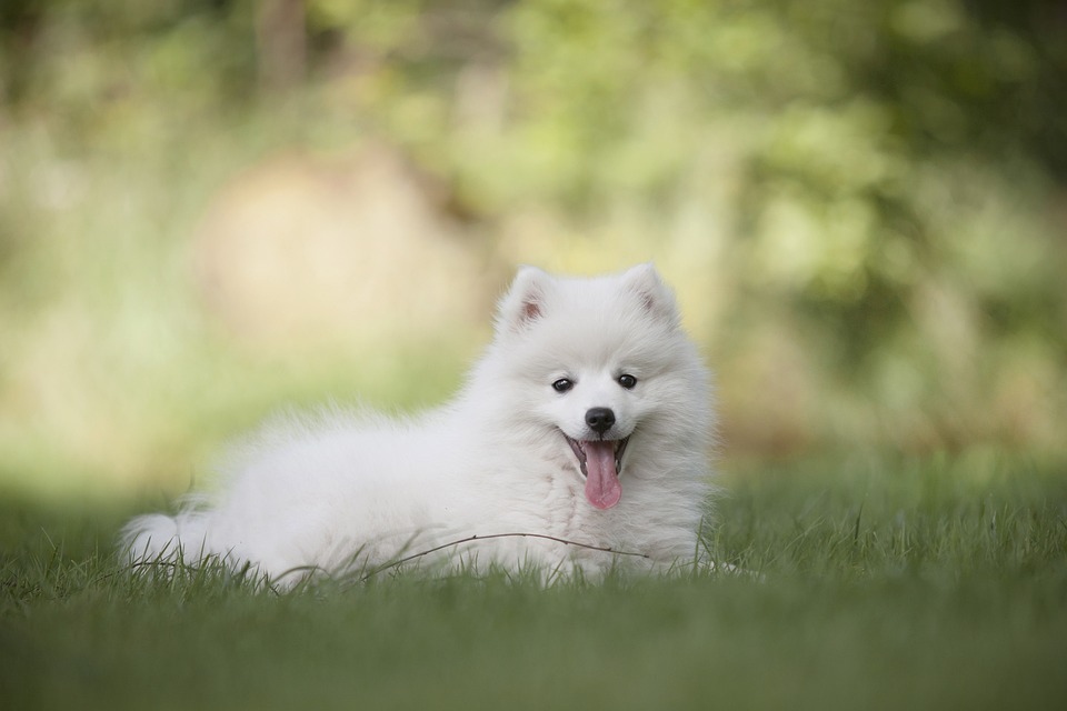 The Power of a Perfect Coat: How PetSmart Grooming Boosts Your Pet’s Health