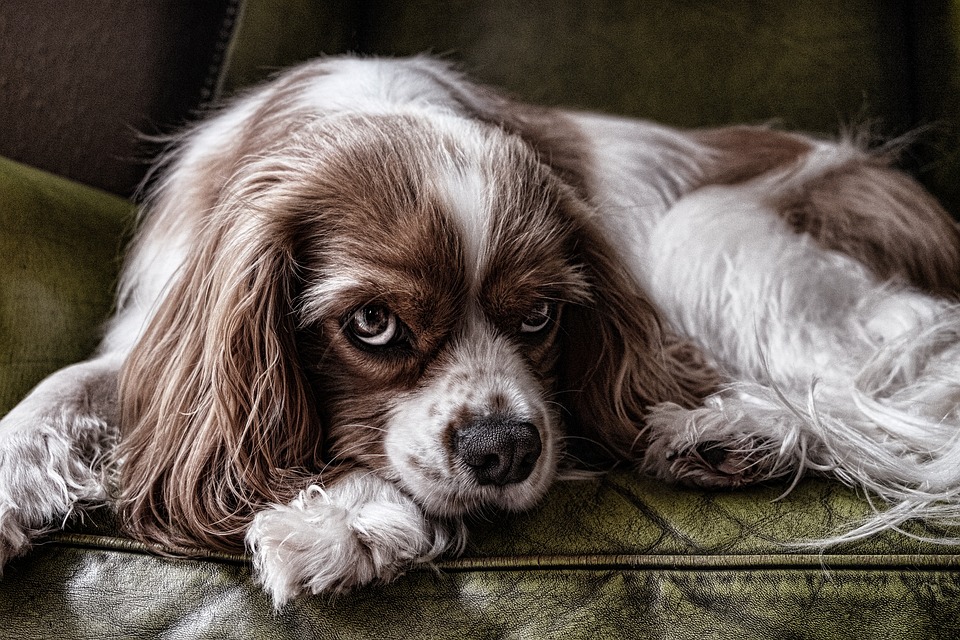 How to Train Your Puppy to Love Their Carrier for Stress-Free Trips