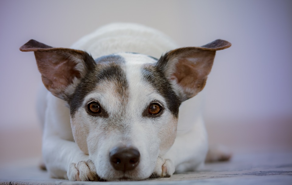 From Paws to Pool: Uncovering the Power of Hydrotherapy for Canines