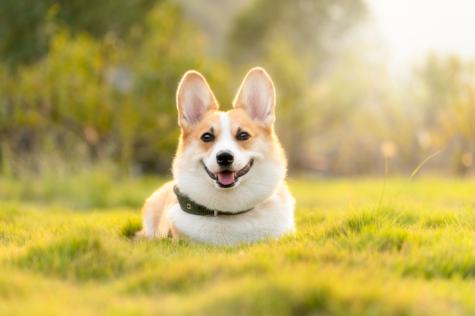 The Expert Touch: PetSmart Groomers Share their Secrets