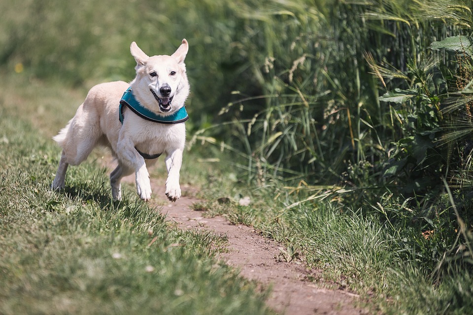 The Science of Animal Therapy: How Interacting with Animals Can Improve Wellbeing